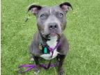 Adopt HEN a Pit Bull Terrier