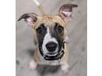 Adopt Dolly a Pit Bull Terrier