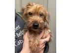 Adopt Gypsy a Yorkshire Terrier