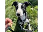 Adopt Yippee a Border Collie, Smooth Collie