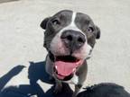Adopt MIMOSA a Pit Bull Terrier