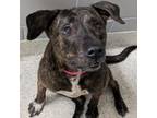 Adopt Tomgirl a Mixed Breed