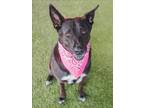 Adopt STELLA a German Shepherd Dog, Mixed Breed