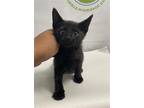 Adopt QUIZZEL a Domestic Short Hair