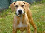 Adopt SHAY a Labrador Retriever, Mixed Breed