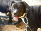 Adopt PATCHOULI a Catahoula Leopard Dog, Mixed Breed