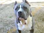 Adopt CASEY a American Staffordshire Terrier, Mixed Breed