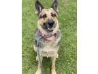 Adopt NADIA a German Shepherd Dog