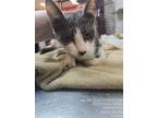 Adopt STERLING a Domestic Short Hair