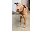 Adopt LUCY a Mixed Breed