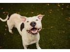 Adopt DELTA a Pit Bull Terrier, Bull Terrier
