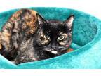 Adopt BROWNIE a Domestic Short Hair