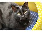 Adopt MAY a Domestic Short Hair