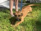 Adopt MADDIE a Black Mouth Cur, Mixed Breed