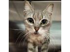 Adopt Tally a Domestic Short Hair