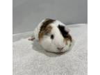 Adopt Penelope a Guinea Pig