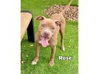 Adopt ROSE a Pit Bull Terrier