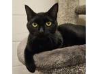 Adopt Raven a Domestic Short Hair