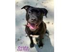 Adopt ZELDA a Pit Bull Terrier