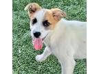 Adopt Miami a Mixed Breed