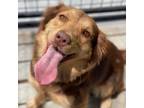 Adopt Sun Baby a Australian Shepherd