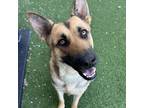 Adopt Brooklyn a German Shepherd Dog