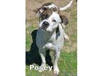 Adopt POSEY a Boxer