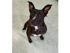 Adopt Rosie a Bull Terrier, Mixed Breed