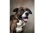 Adopt Bron a Pit Bull Terrier, Mixed Breed