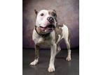 Adopt Bea a Pit Bull Terrier, Mixed Breed