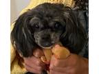 Adopt Smokey - IN FOSTER a Shih Tzu, Mixed Breed