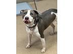 Adopt Velcie a Mixed Breed