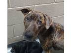 Adopt 24-04-1209a Bella a Pit Bull Terrier