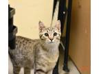 Adopt Roxie a Domestic Short Hair