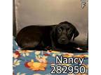 Adopt NANCY a Labrador Retriever, Mixed Breed