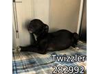 Adopt TWIZZLER a Labrador Retriever, Mixed Breed