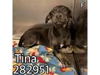 Adopt TINA a Labrador Retriever, Mixed Breed