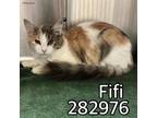 Adopt FIFI a Domestic Short Hair