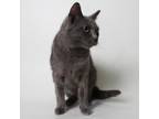 Adopt Tonya a Domestic Short Hair