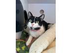 Adopt Cardamae a Domestic Short Hair