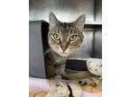 Adopt Nala a Domestic Short Hair