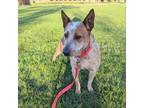 Adopt Rosie P a Cattle Dog, Mixed Breed