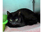 Adopt Cinder (in foster) a Domestic Short Hair