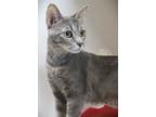 Adopt Mother Goose (at Petsmart) a Domestic Short Hair