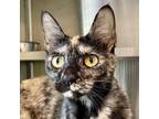 Adopt Sunny a Domestic Short Hair