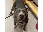 Adopt DARLA a Pit Bull Terrier, Mixed Breed