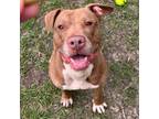 Adopt Darla a Pit Bull Terrier