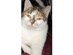 Adopt Louise a Domestic Short Hair