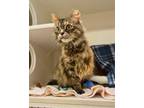 Adopt Annie a Domestic Medium Hair, Domestic Short Hair