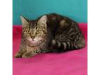 Adopt Alba: Visit me at Elkhart PetSmart! a Domestic Short Hair